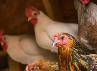 Elégies pour animaux de supermarché