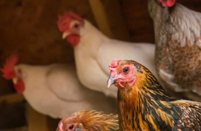 Elégies pour animaux de supermarché