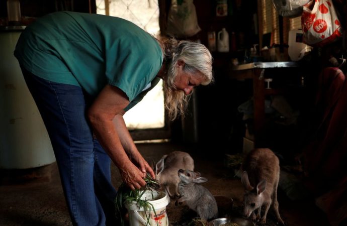 Trois milliards d’animaux tués ou déplacés par les feux australiens